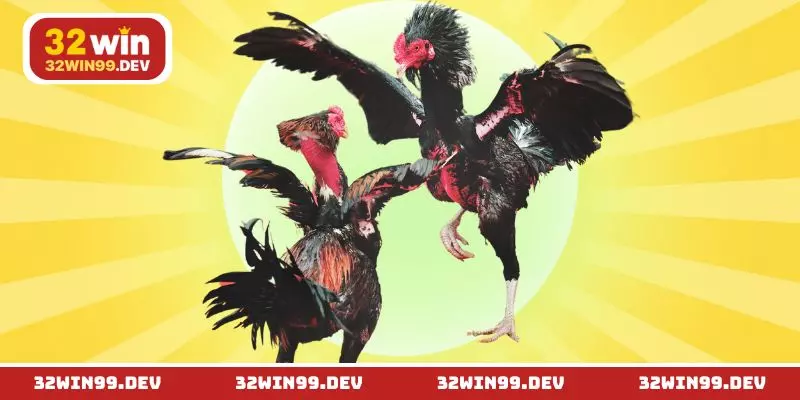 Đá Gà Cựa Dao - Màn So Tài Kịch Tính Từ Kê Sĩ Hàng Đầu