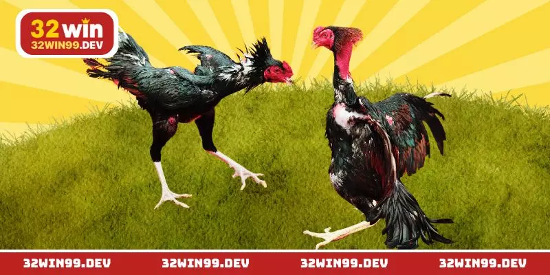 Sức hút đặc biệt của hệ thống đá gà cựa dao
